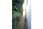 Neu in unserem Immobilienteam Familienhaus in ruhiger Lage - Einfamilienhaus Germersheim Germersheim | Angebot:26904558